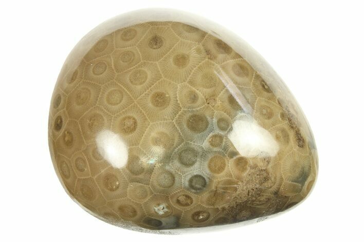 Polished Petoskey Stone (Fossil Coral) - Michigan #268011